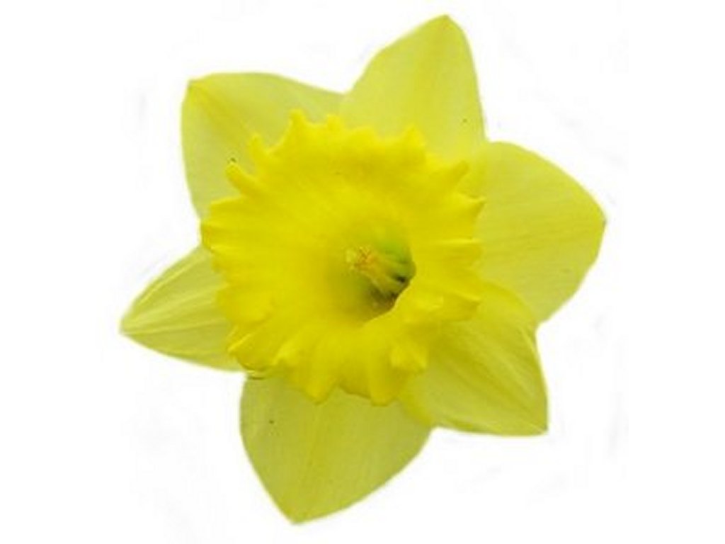 Free Clip Art Daffodils Flower