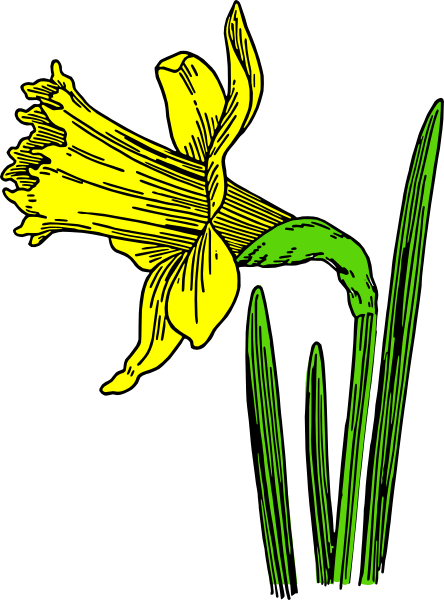 Free Clip Art Daffodils Flower