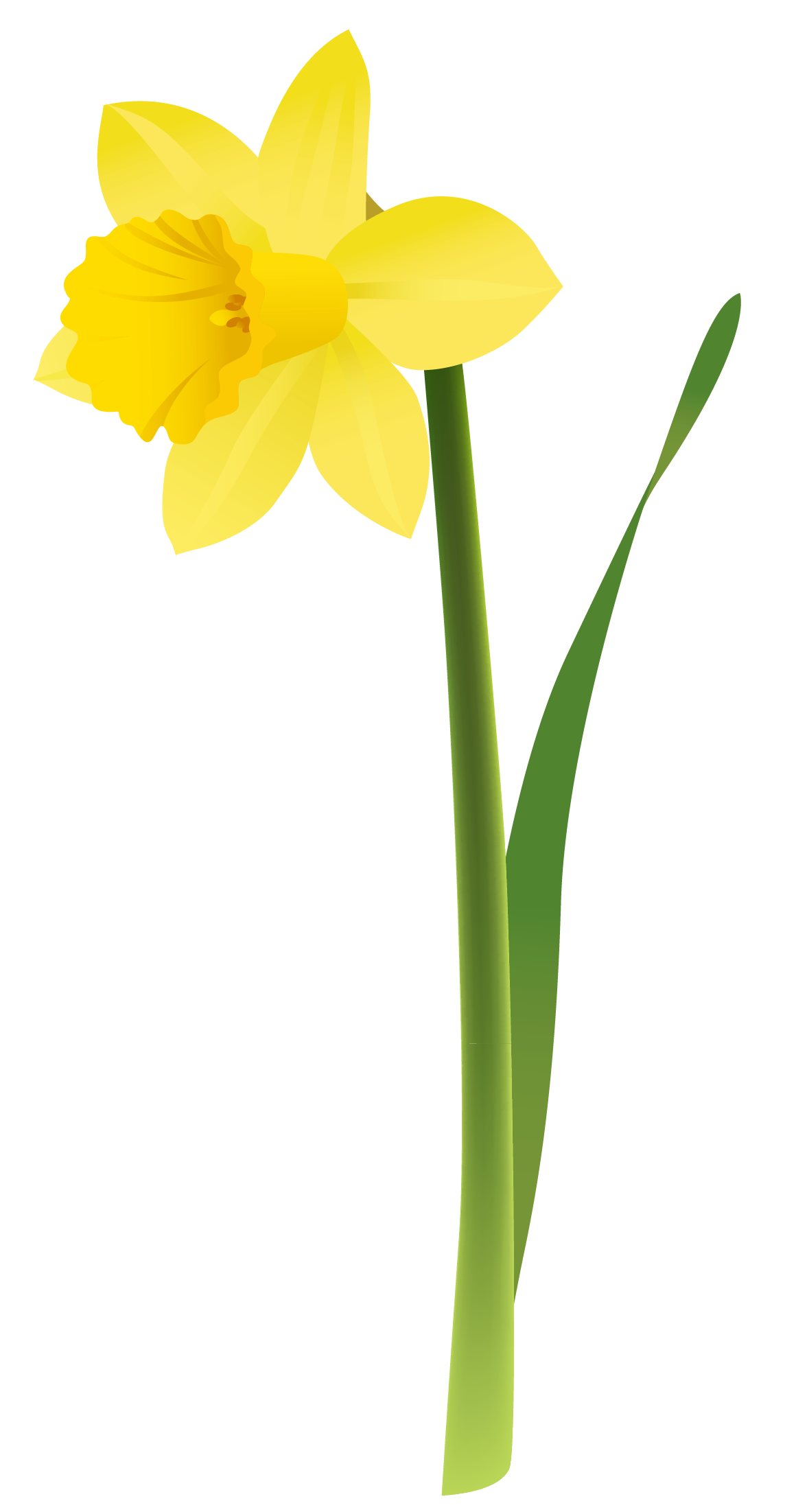 Free Clip Art Spring Daffodils