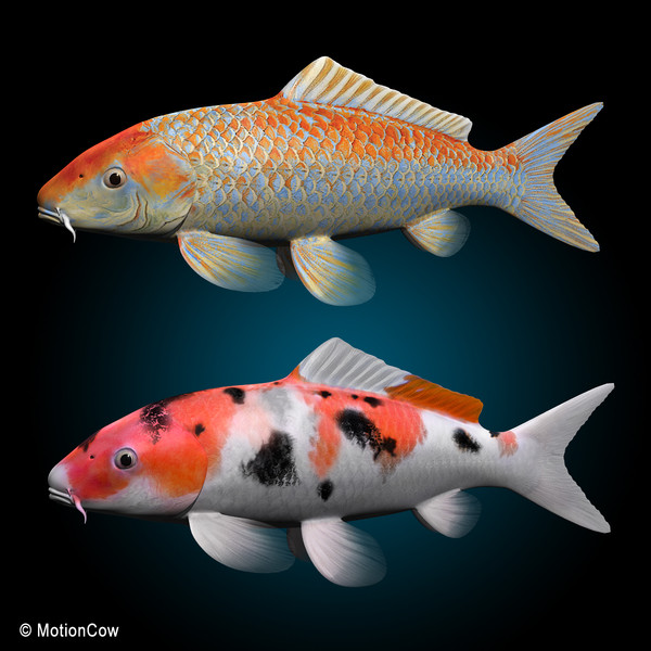 Koi Fish Types