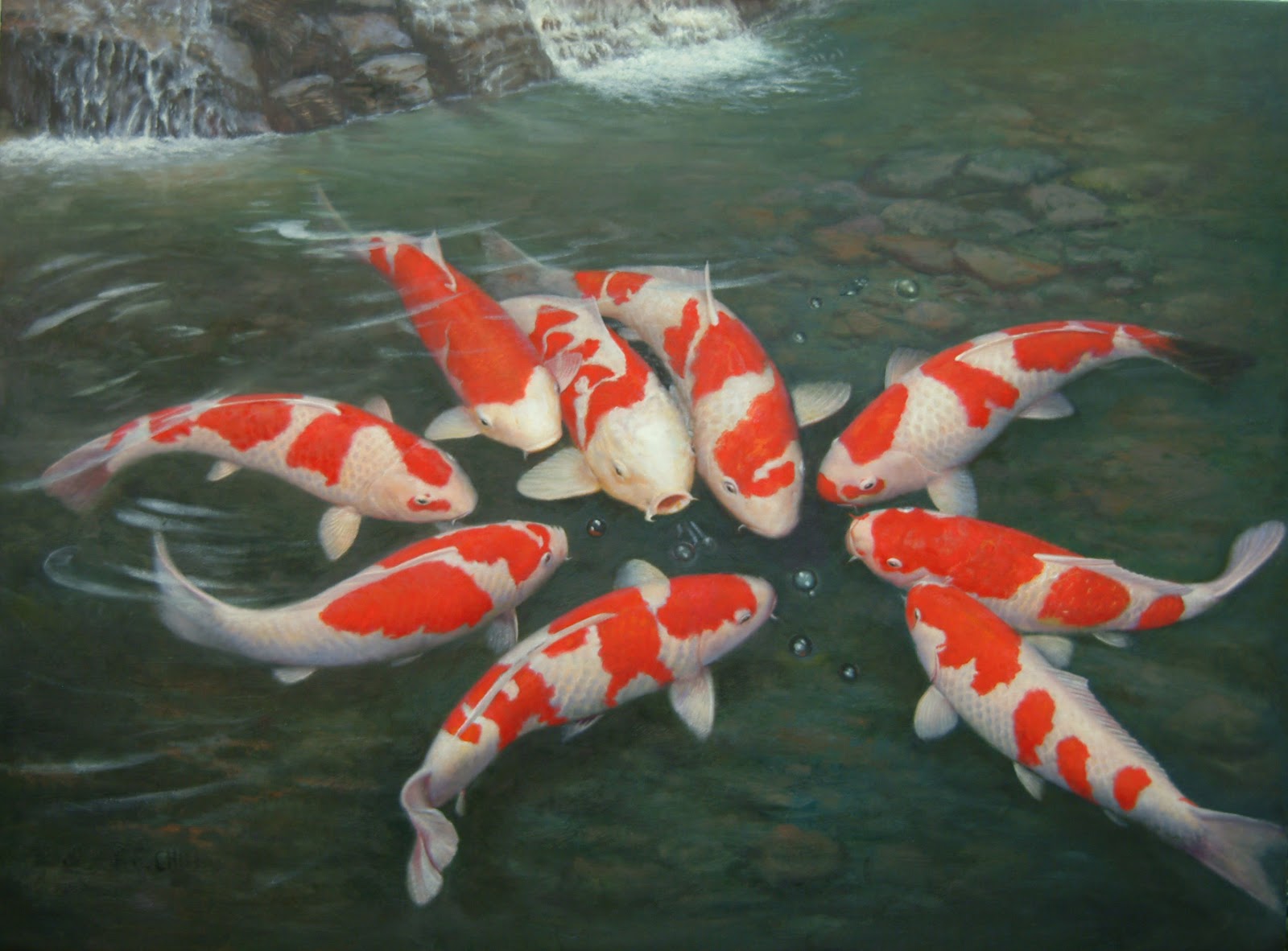 Live Japanese Koi Fish