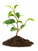 Plant Icon Plant Icon