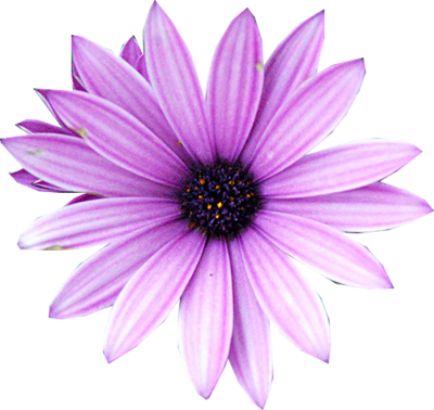 Purple Flower Vector