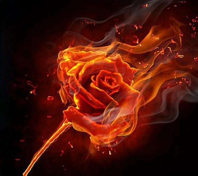 Rose with Flames