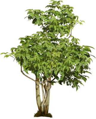 Tree PSD