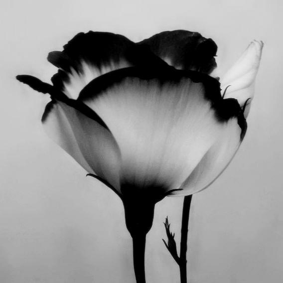 Tumblr Black and White Flowers