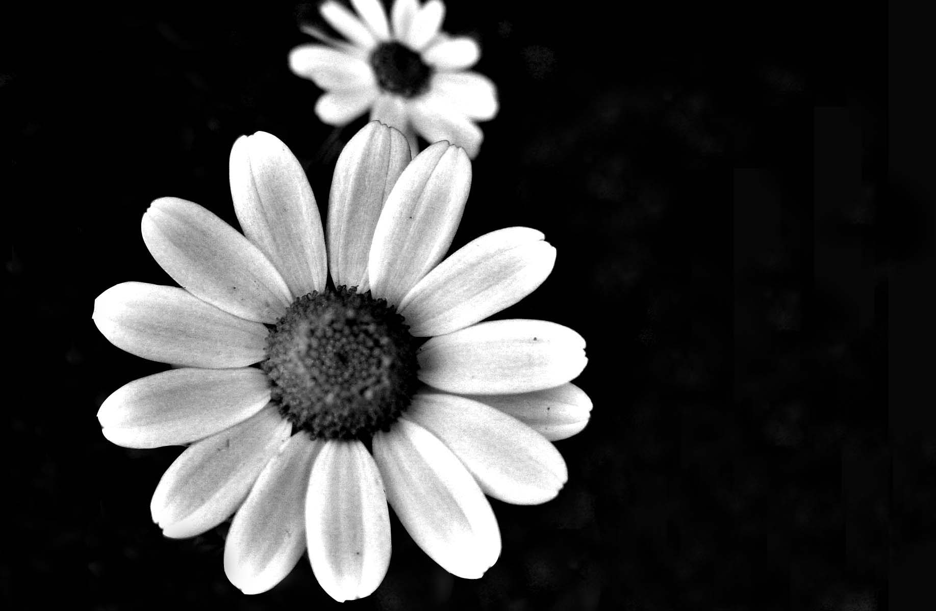 Tumblr Black and White Flowers