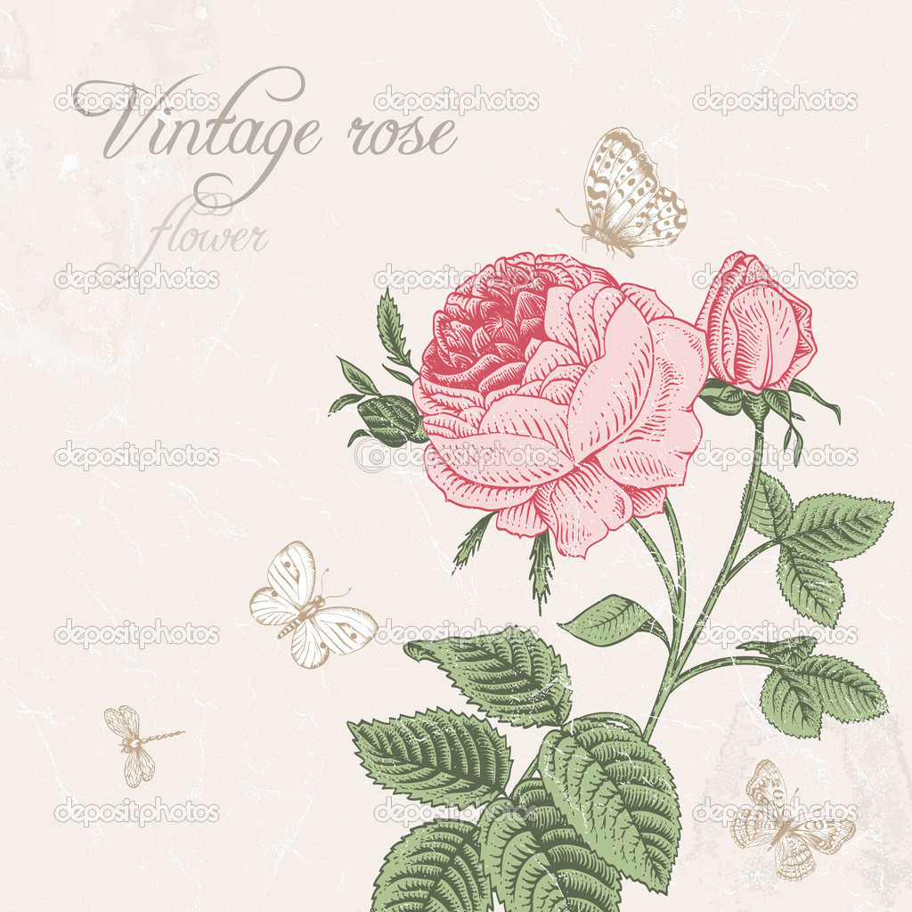Vintage Pink Rose White Background