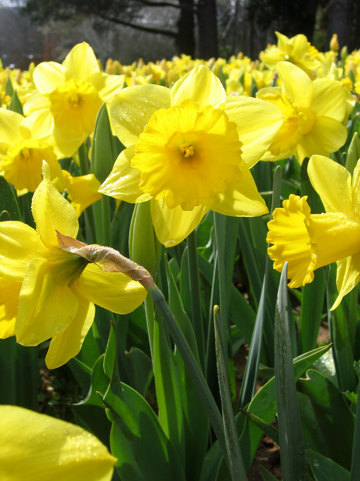 Yellow Daffodil Flower