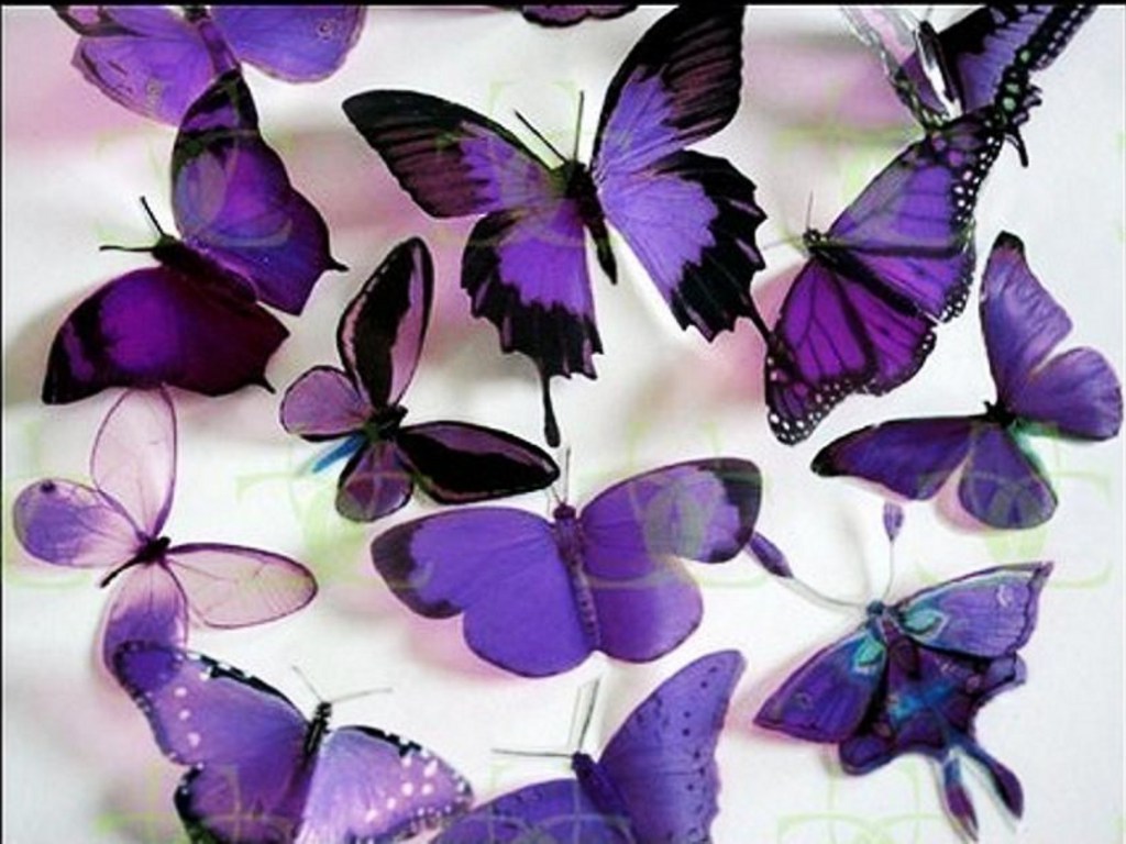 Beautiful Purple Butterflies