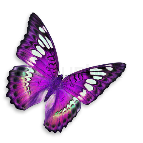 Beautiful Purple Butterfly