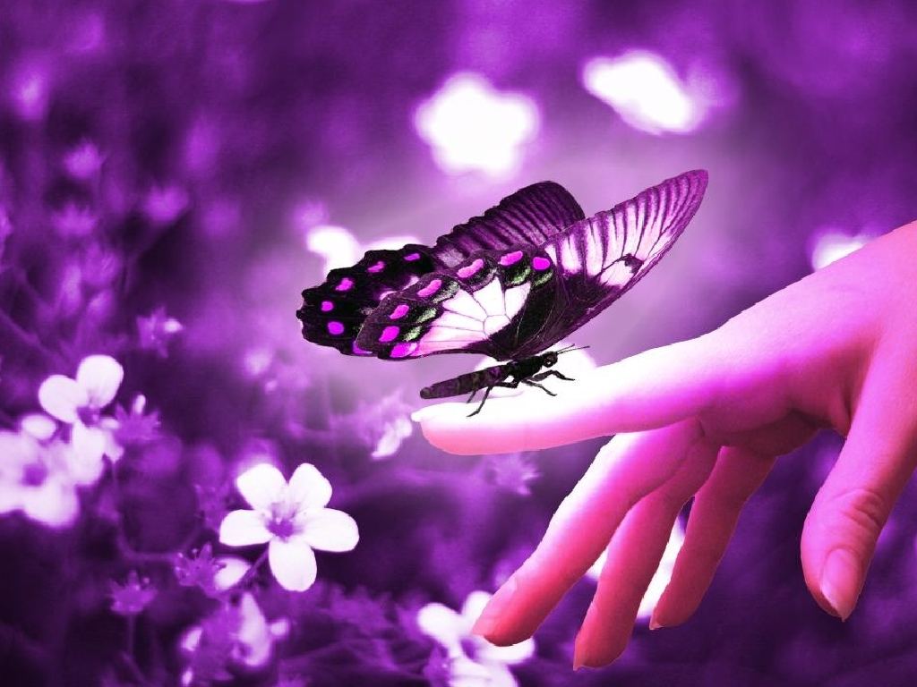 Beautiful Purple Butterfly