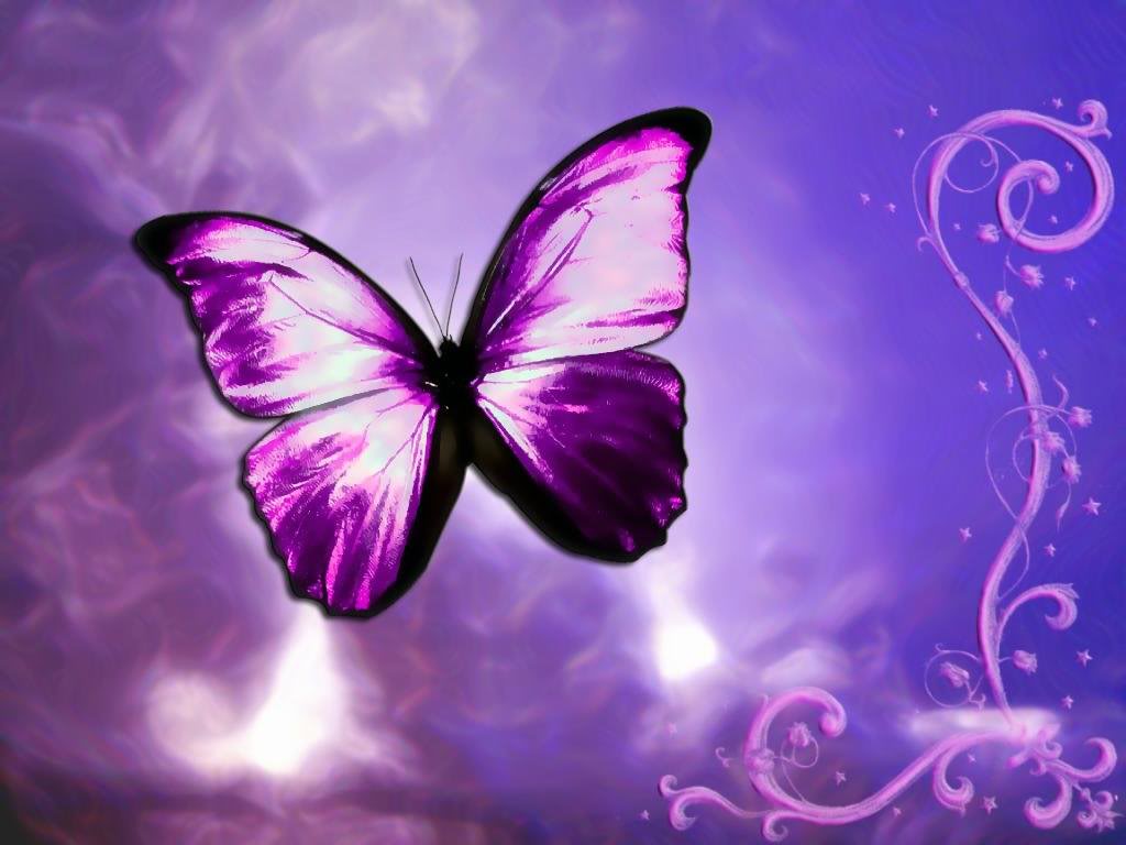Beautiful Purple Butterfly
