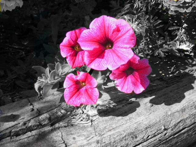 Black and White Photography with Color Splash