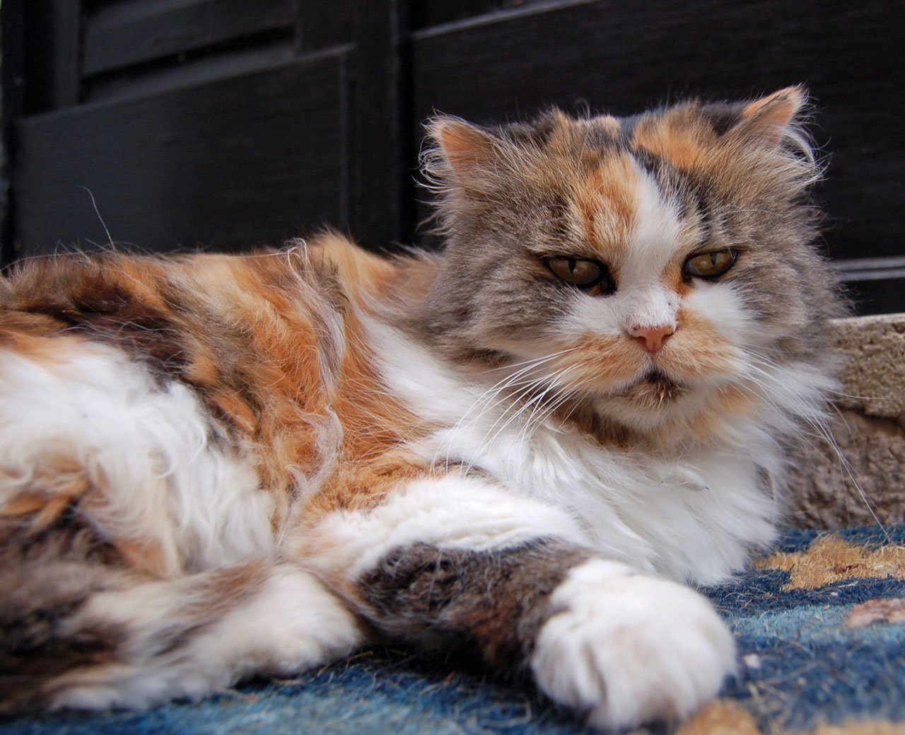 Calico Persian Cat