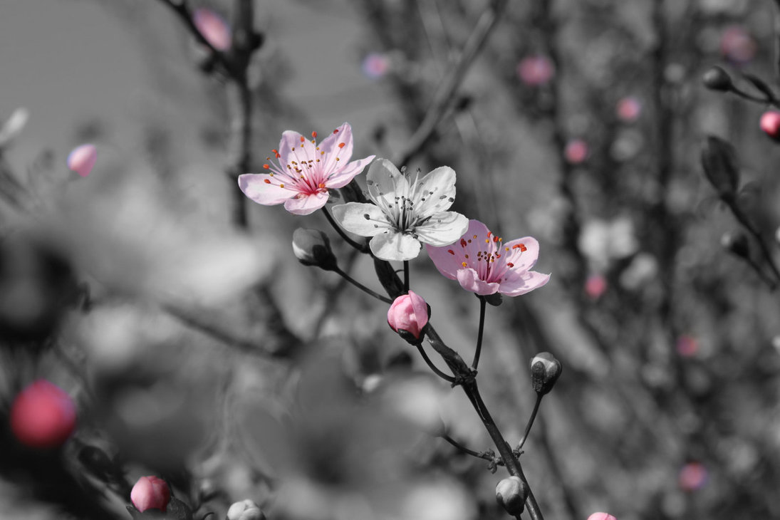 Color Splash Photography Flowers