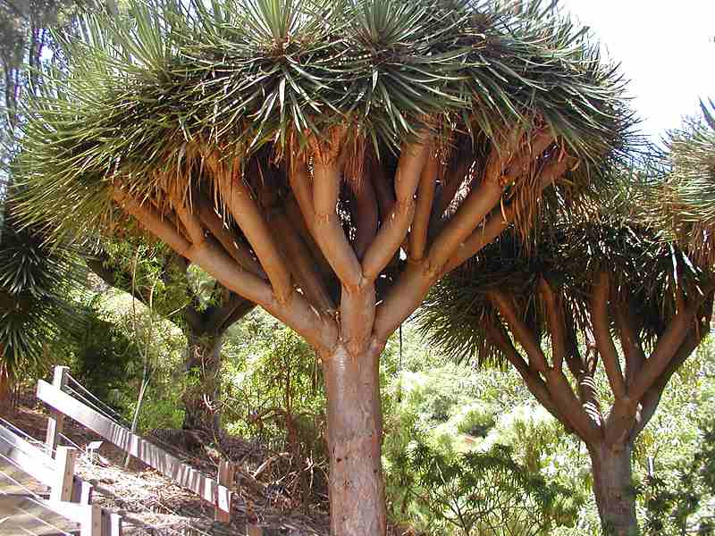 Dragon Tree