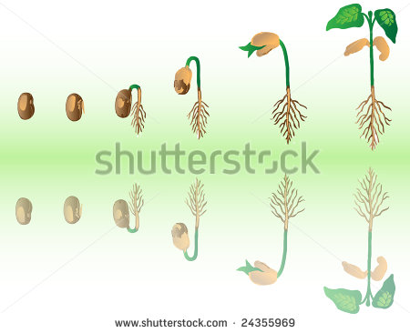 Growing Plant Illustration