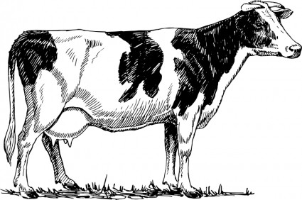 Holstein Cow Drawing