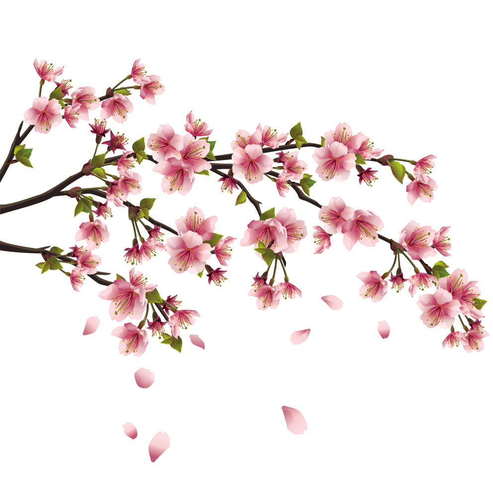 Japanese Cherry Blossom Flower Vector