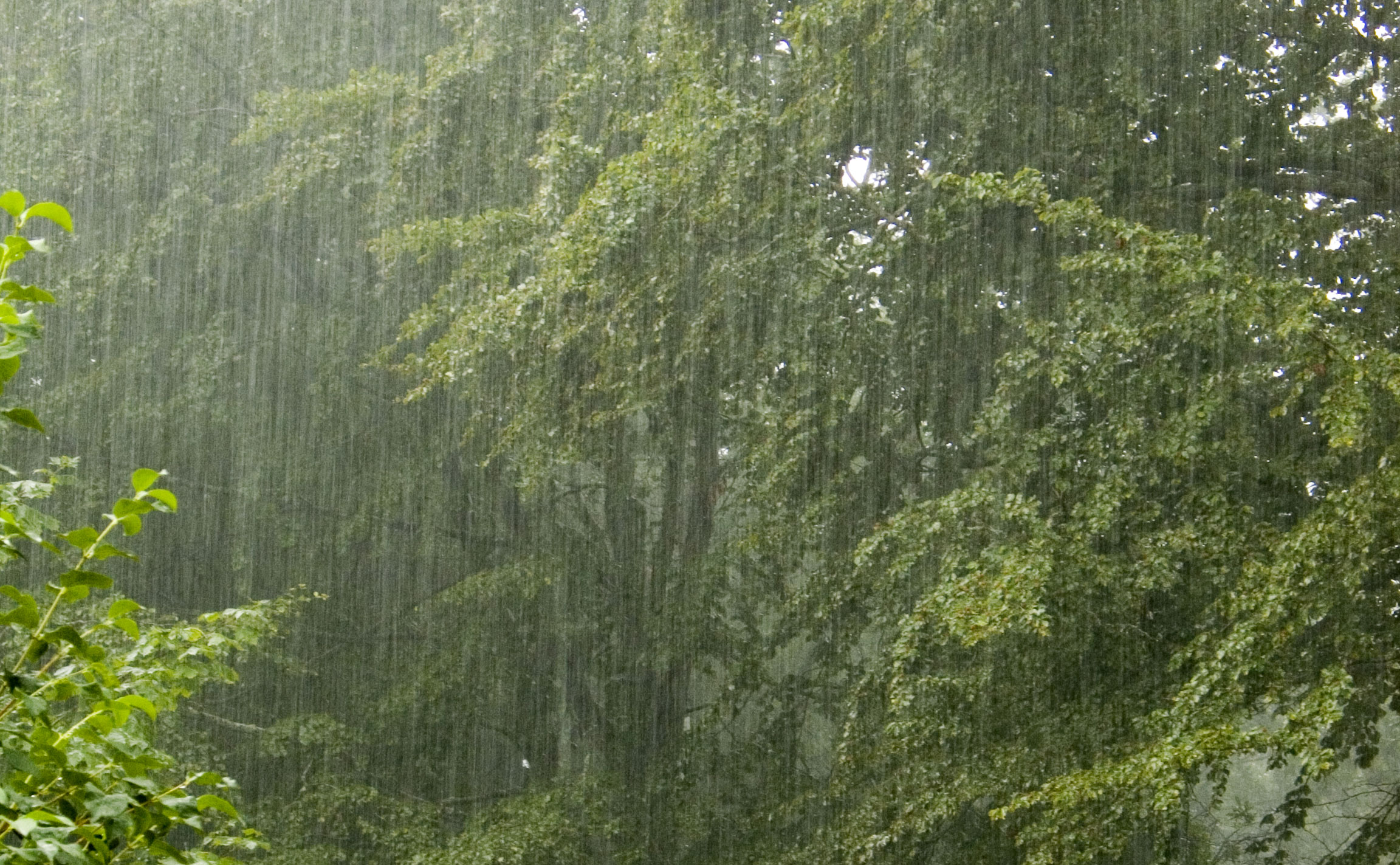Nature Photography Rain