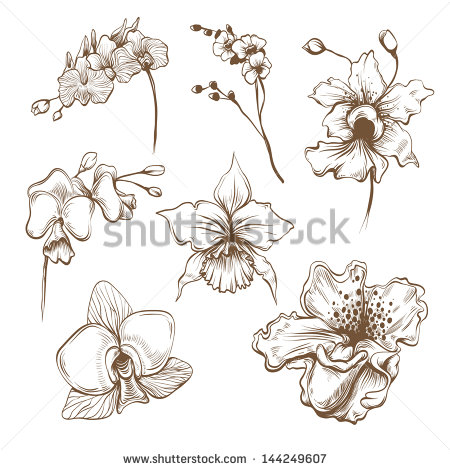 Orchid Flower Drawings