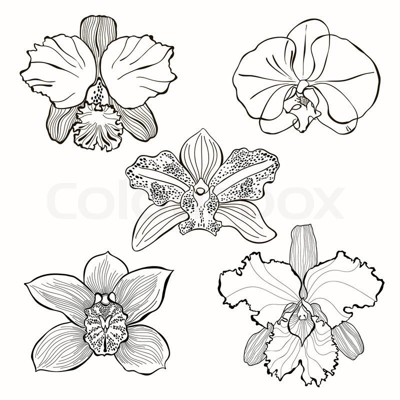 Orchid Flower Tattoo Drawing