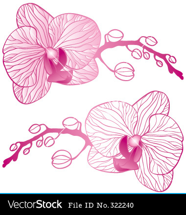Orchid Flower Vector Download
