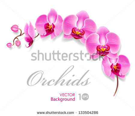 Orchid Vector Art