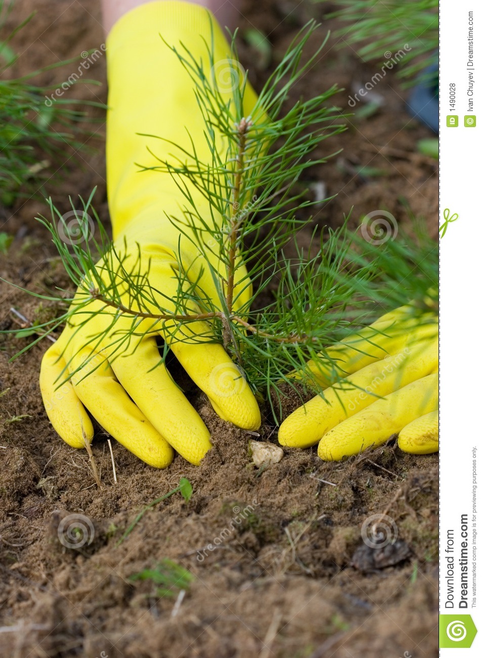 Pine Tree Plants