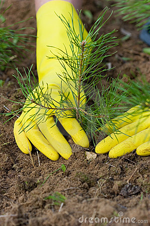 Plants to Grow Under Pine Trees