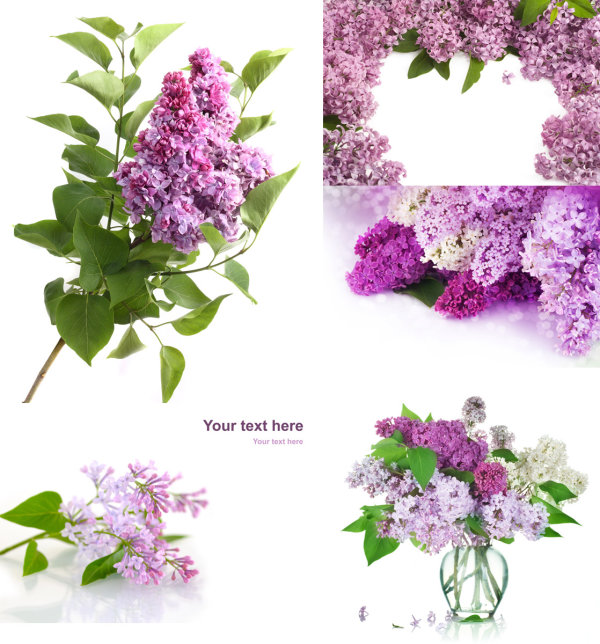 Purple Flower Border