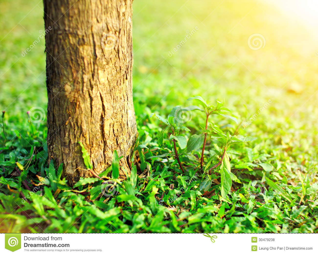 Stock Photos of Trees and Plants