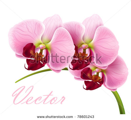 Vector Orchid Flower