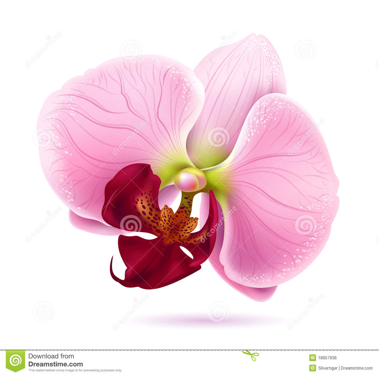 Vector Orchid Flower