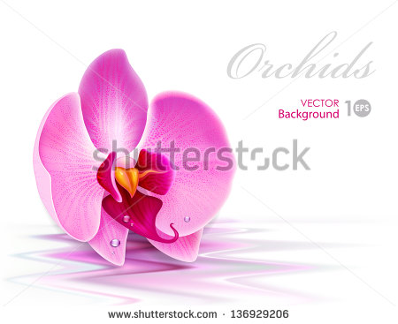 Vector Orchid Flower