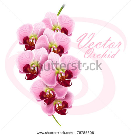 Vector Orchid Flower Vector Orchid Flower