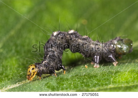 Weird Green Caterpillar