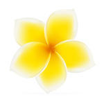 Yellow and White Vector Flowers