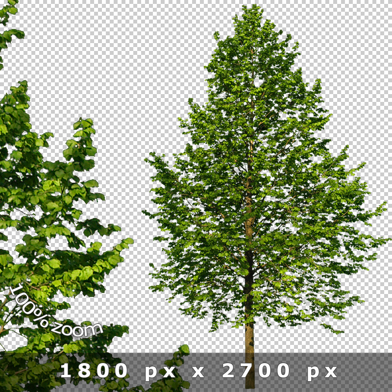 Architecture Photoshop Trees