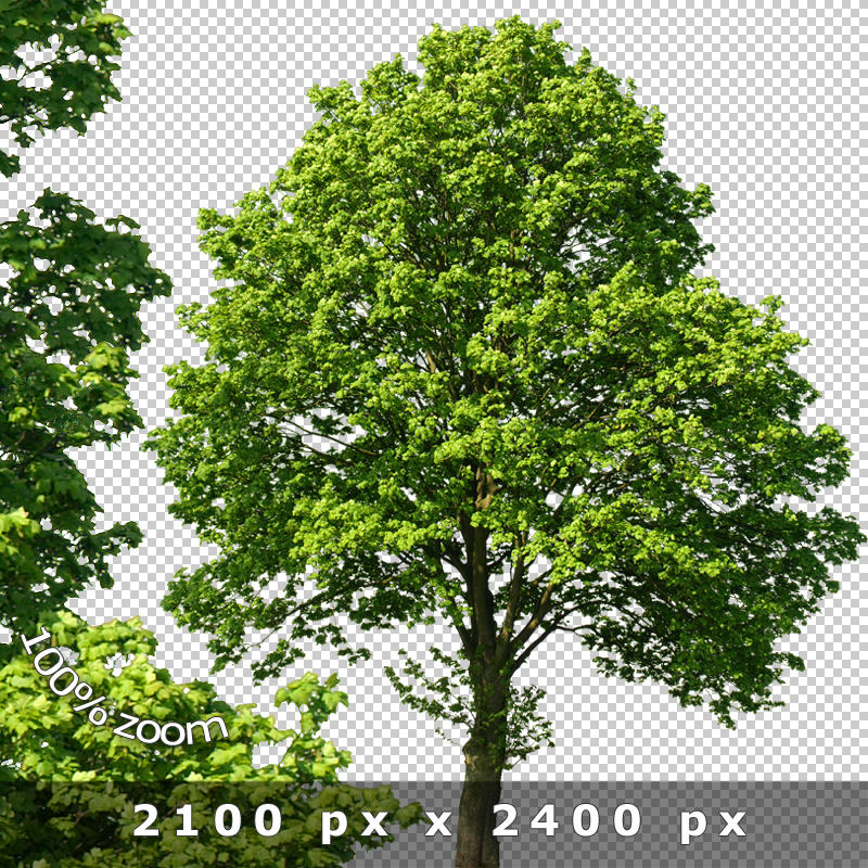 Cut Out Trees Photoshop