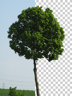 Cut Out Trees Photoshop