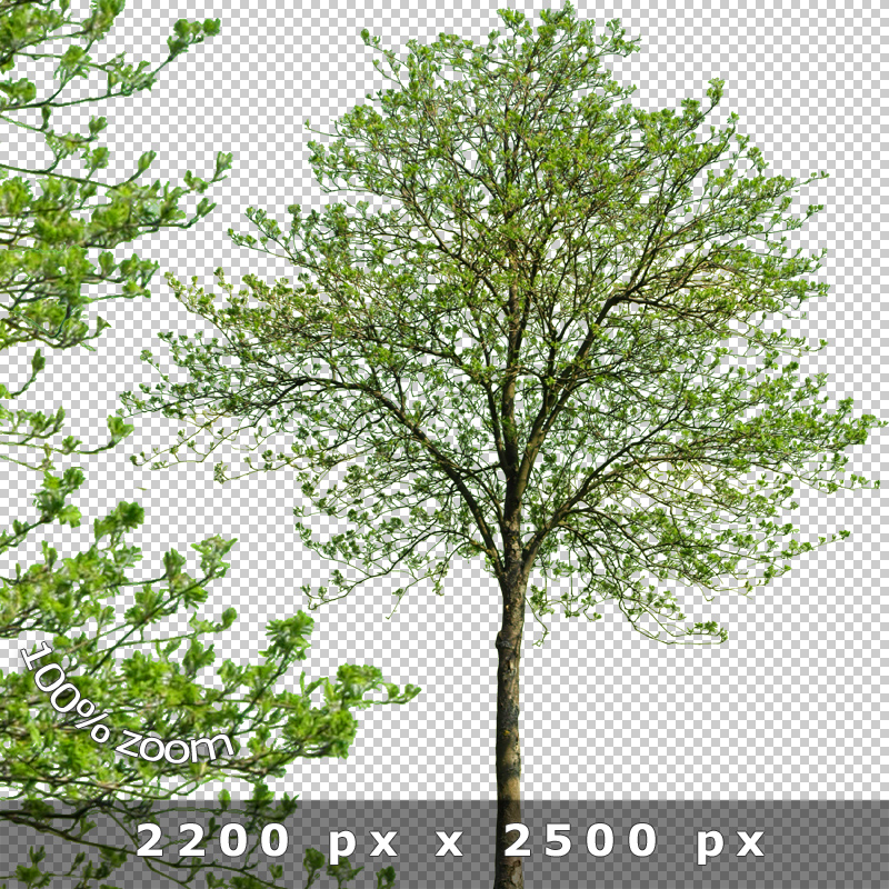 Cut Out Trees Photoshop