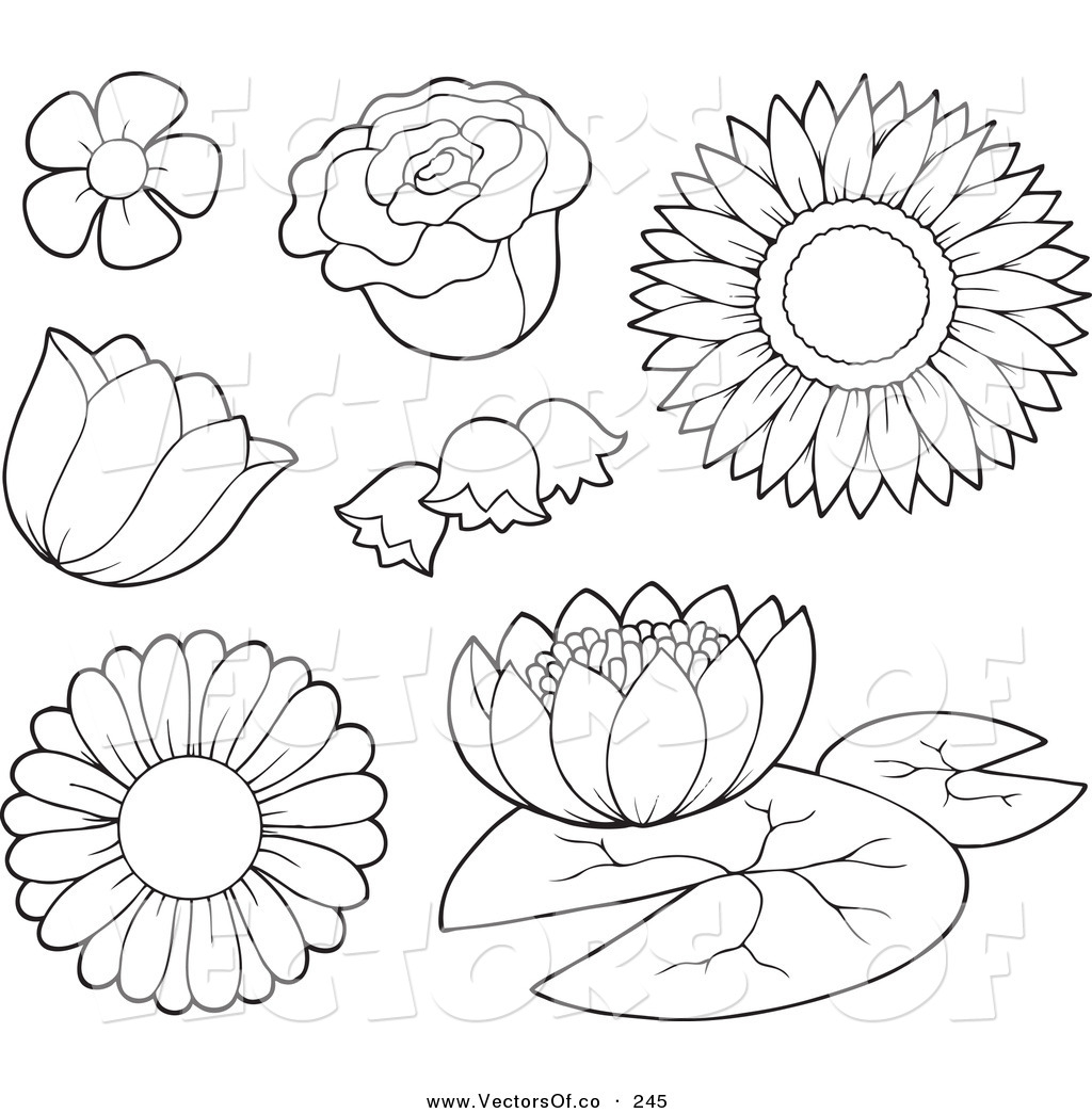 Flower Outline Coloring Pages