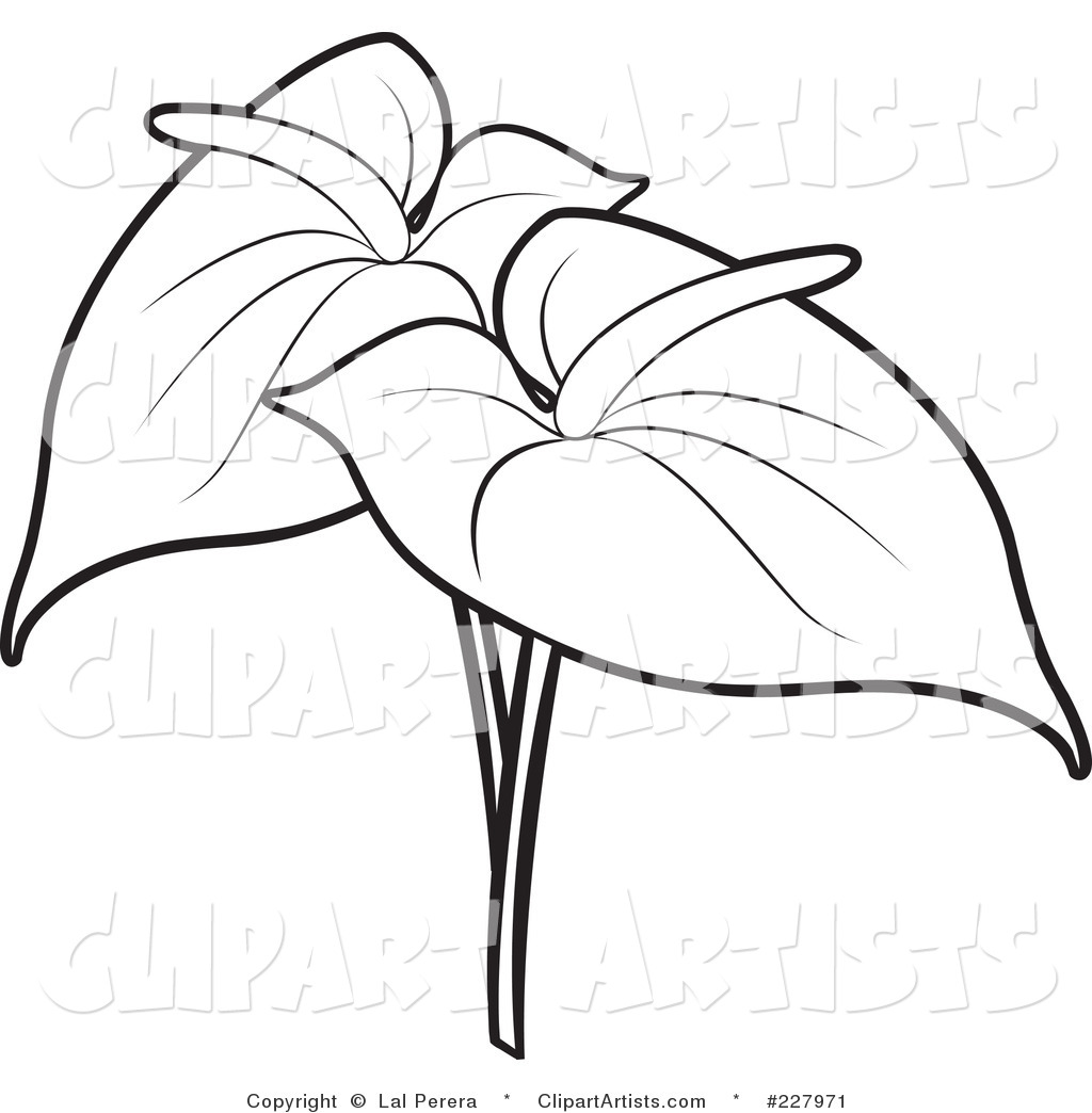 Flower Outline Coloring Pages