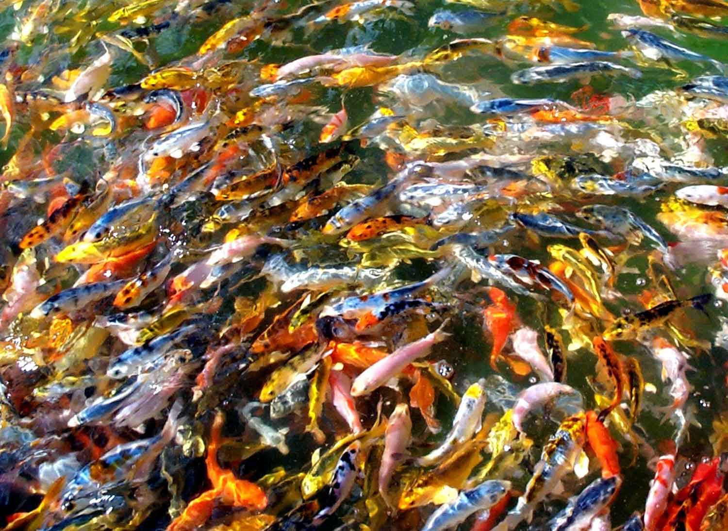 Japanese Koi Fish Farms