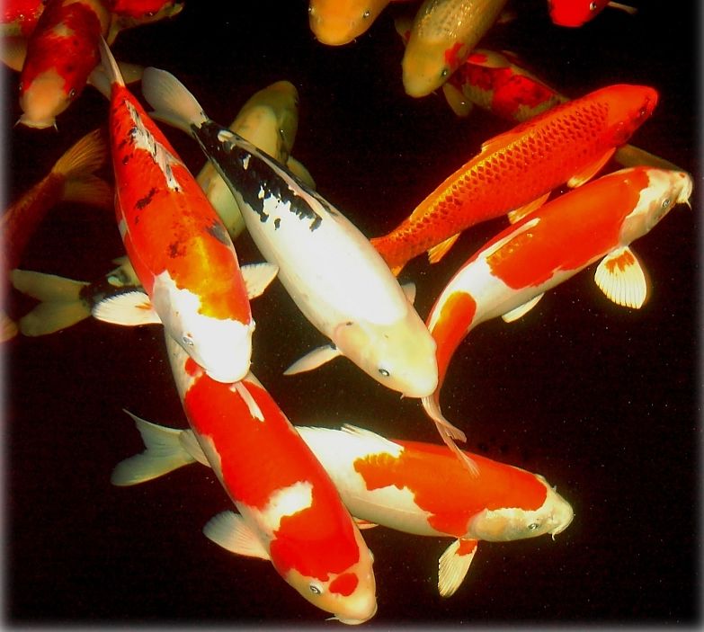 Japanese Koi Fish