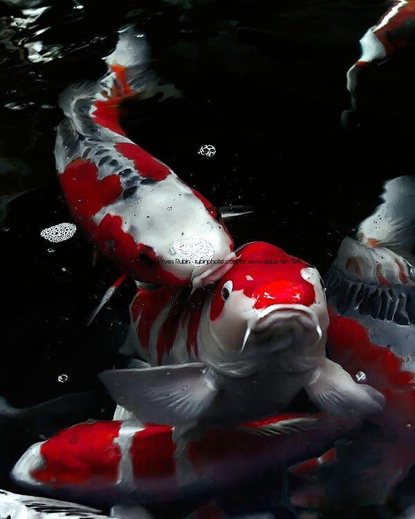 Koi Fish Pond