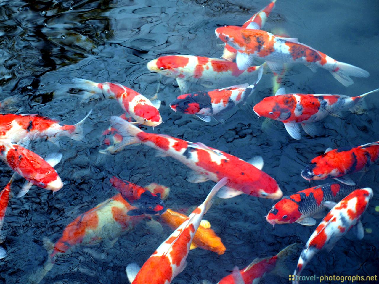 Koi Fish Pond