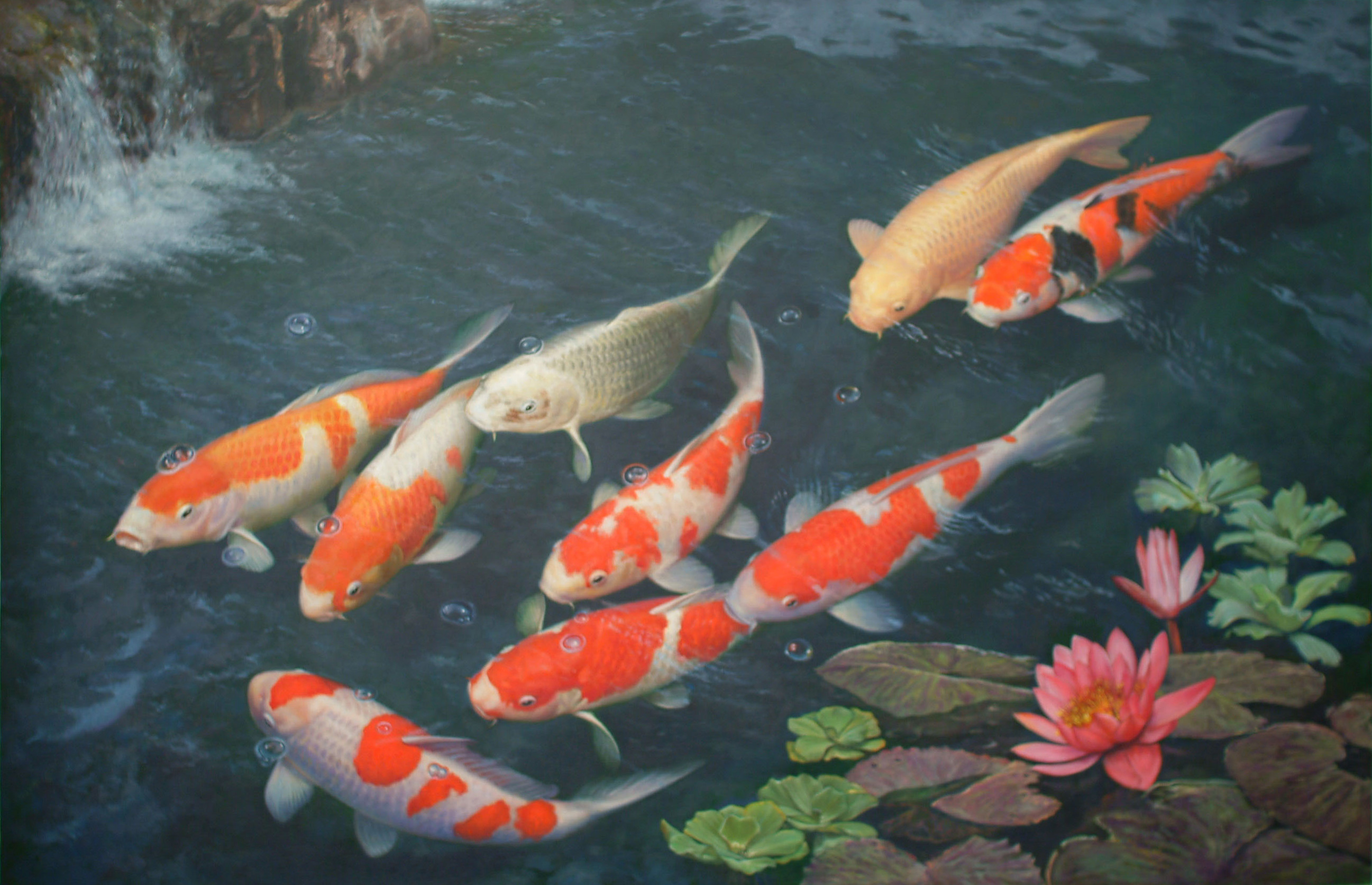 Koi Fishes